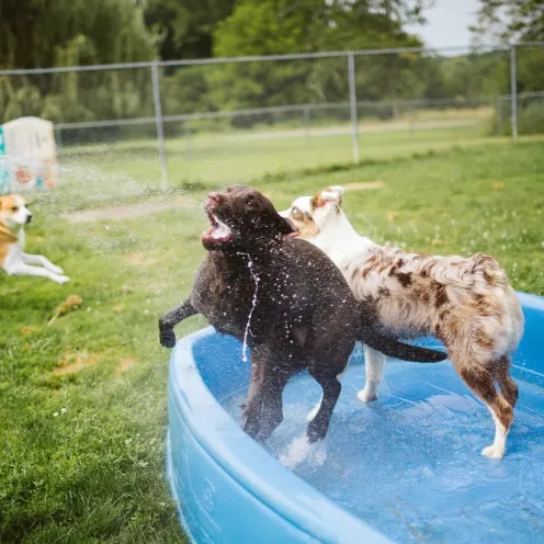 The Pet Spa & Resort Water Play